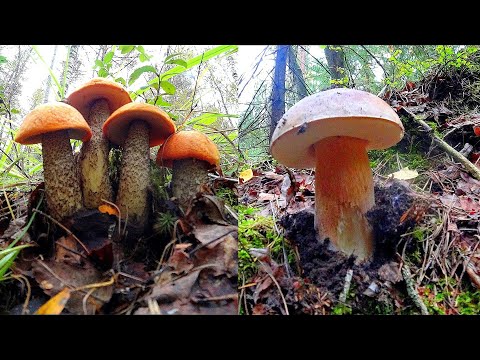 Видео: БОРОВИКИ ОКРУЖИЛИ НАС! СУПЕР-СБОР в ПЕРВЫЕ МОРОЗЫ! Подосиновики, белые грибы, опята! Грибы 2021!