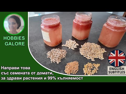 Видео: Как се събират семена от Домати и други зеленчуци правилно.