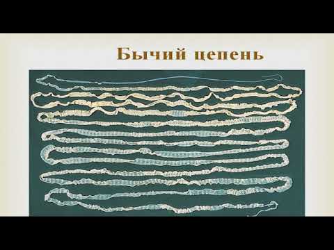 Видео: Паразитические плоские черви