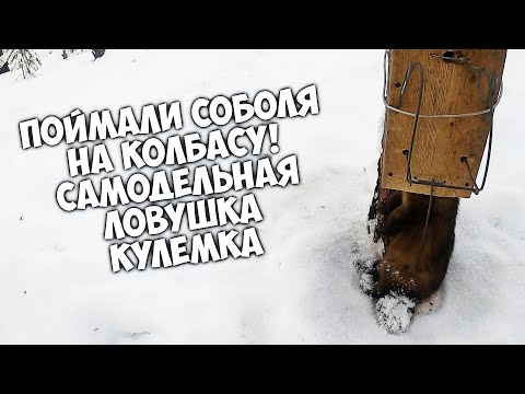 Видео: Поймал соболя на колбасу. Самодельная КУЛЕМКА