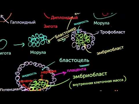 Видео: Стволовые клетки эмбрионов (видео 9)| Деление Клетки | Биология