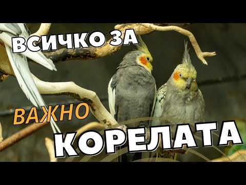 Видео: ВСИЧКО, КОЕТО ТРЯБВА ДА ЗНАЕМ ЗА ПАПАГАЛИТЕ КОРЕЛИ