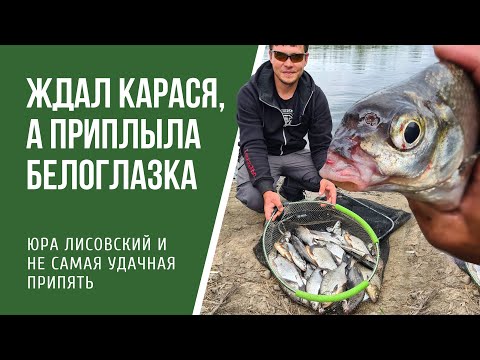 Видео: Не самая удачная рыбалка на Припяти.  Белоглазка на фидер