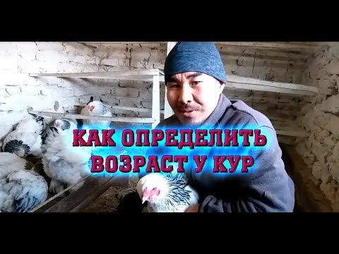 Видео: Как я различаю молодую курицу от старой