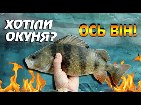 Видео: НАЙКРАЩИЙ Спосіб наловити Окунів на Дніпрі
