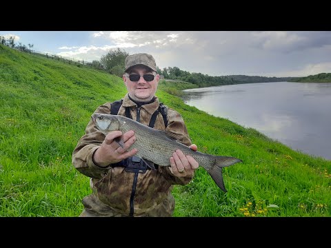 Видео: Река Западная Двина. Щука и Жерех избавили нас от бесклёвья.