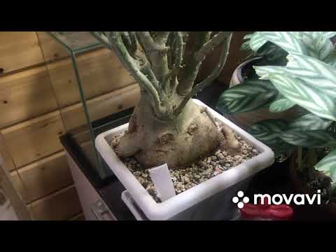 Видео: Адениум, обрезка и пересадка.