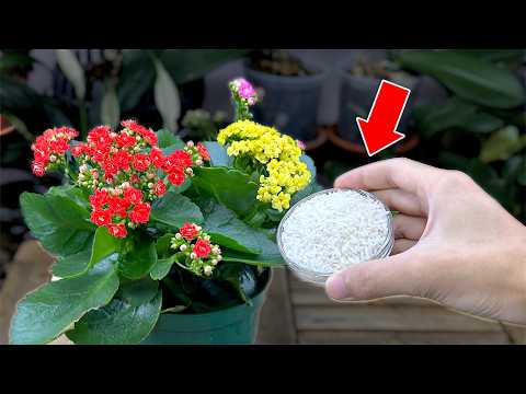 Видео: Сенсация! 1 стакан заставляет так много цветов распускаться (любое растение)