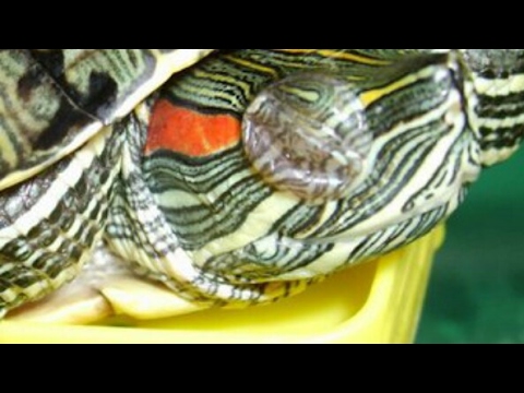 Видео: Как лечить опухшие глаза у красноухой черепахи. Черепашка поправилась! /2 часть