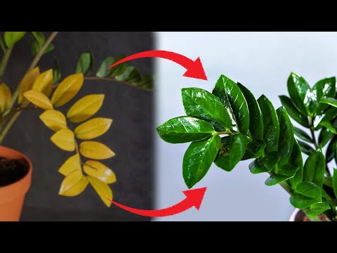 Видео: ЭТО Спасет Долларовое Дерево! 🍃 Узнай, Почему Желтеют Листья у Замиокулькаса?! 🍂