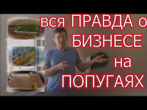 Видео: Заработок на волнистых попугаях. Сколько можно заработать?Уникальный вольер!