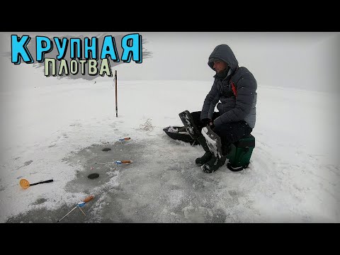 Видео: Ловля Крупной Плотвы зимой на Днепре.