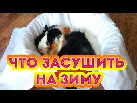 Видео: ЧТО СУШИТЬ НА ЗИМУ? ЧТО ЕДЯТ МОРСКИ СВИНКИ?