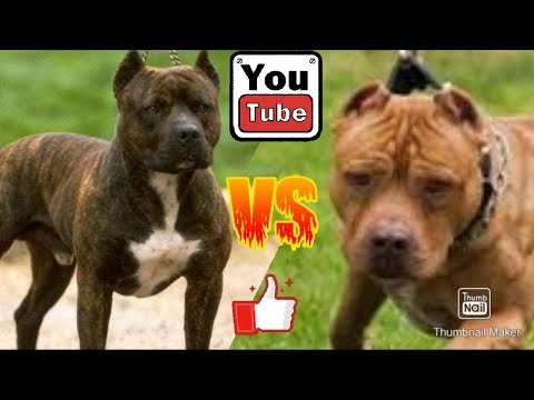 Видео: Американский стафордширский терьер против Питбуля. Animals Battle.