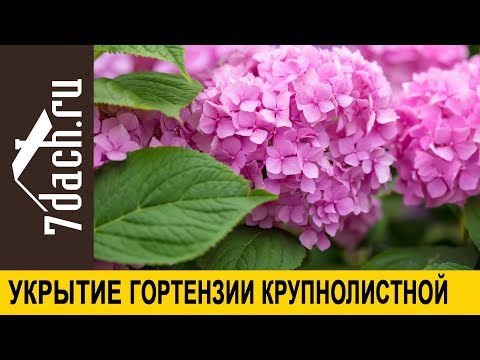 Видео: 💮 Как укрыть гортензию крупнолистную - 7 дач