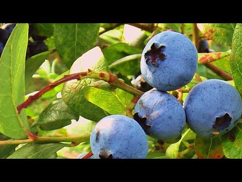 Видео: Как растет голубика узколистная