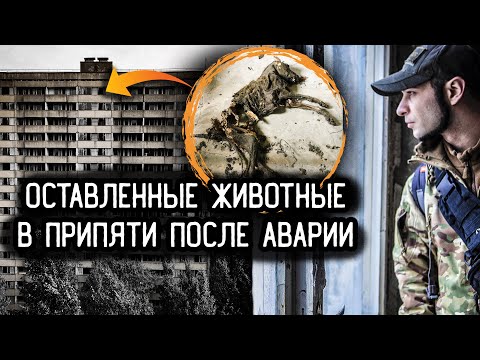 Видео: ОСТАВЛЕННЫЕ В ЧЕРНОБЫЛЕ ЖИВОТНЫЕ ПОСЛЕ АВАРИИ: что с ними случилось