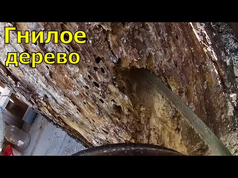 Видео: Взял опасную работу. Дерево гнилое!!!