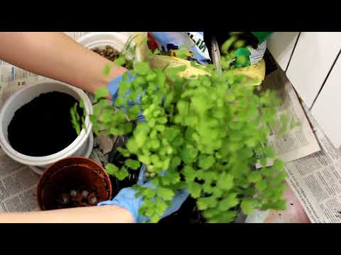 Видео: Адиантум. Пересадка. [Надежда и мир]