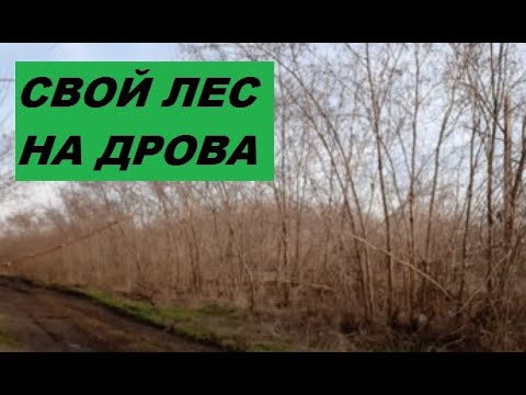 Видео: Вырастить лес дровяной / Энергетический лес / Робиния лжеакациевая / Белая акация.