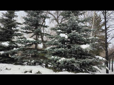 Видео: Кто куда, а я на танцы...