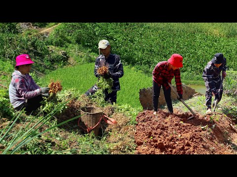 Видео: Строим новую жизнь серия 29 | Собирайте арахис, улучшайте дынный сад | Живите с природой