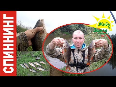 Видео: Окуни Размером С Сапог! Попали На Стаю. Раздача Рыбы!