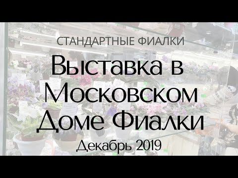 Видео: Выставка в Доме Фиалки Декабрь 2019 Стандарты