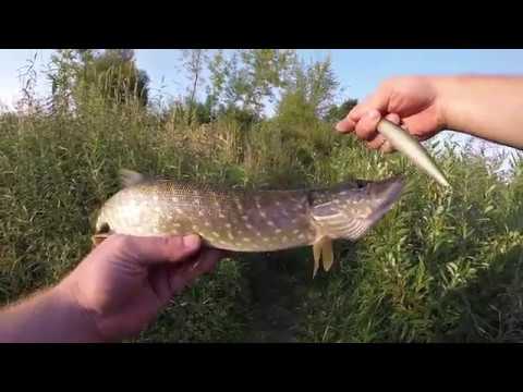 Видео: Поймать Щуку среди купающихся за час! Твичинг!