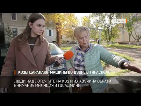 Видео: Козы царапают машины во дворе в Тирасполе