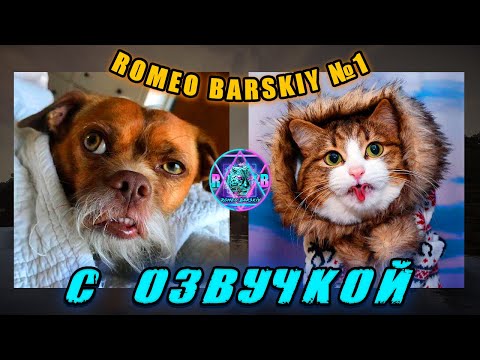 Видео: 🔥 ROMEO BARSKIY / Подборка смешных моментов №1 😱 САМАЯ смешная ПОДБОРКА ЖИВОТНЫХ 😂 - С ОЗВУЧКОЙ