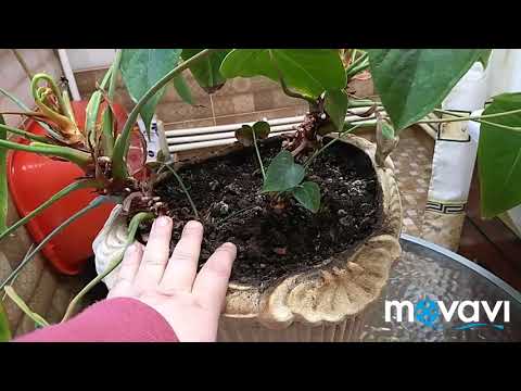 Видео: Погибает Антуриум . Реанимация от АдоЯ