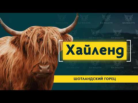 Видео: Хайлендская порода — выносливый мясной скот из Шотландии. Содержание, рацион, плюсы и минусы