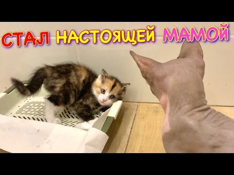 Видео: Кот Миллион Стал МАМОЙ для Маленького Котёнка 😱
