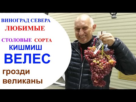Видео: Виноград кишмиш Велес в северном Подмосковье или в погоне за огромной гроздью.