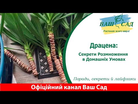 Видео: Драцена: Секрети Розмноження в Домашніх Умовах. Ваш сад