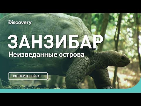 Видео: Занзибар | Неизведанные острова | Discovery Channel