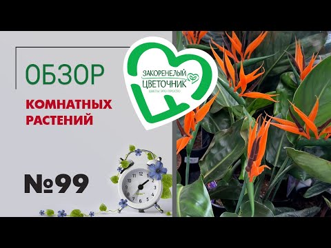 Видео: Обзор растений: аглаонемы, фикусы, хойи, аспарагусы, стрелиции, кактусы, папоротники и горшки #99