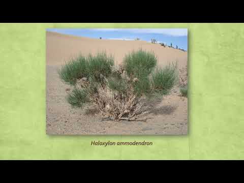 Видео: Древесные растения подкласса Caryophyllidae