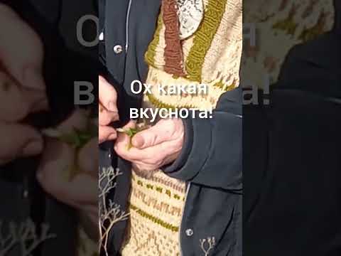 Видео: Сбор черемши / Gathering wild garlic in April, 2024