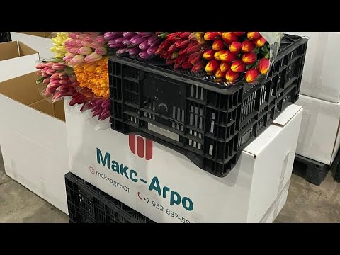 Видео: Выгонка с нуля. Готовимся к сезону