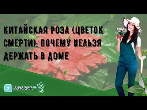 Видео: Китайская роза (цветок смерти): почему нельзя держать в доме