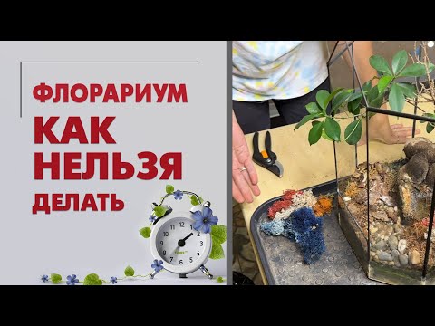 Видео: Флорариум: как НЕЛЬЗЯ делать. Пересадка фикуса джинсенг.