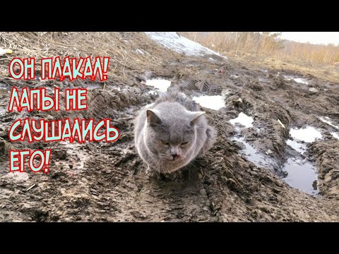 Видео: 🔴Кот ждал смерти в грязи и не мог идти | от боли в лапах он плакал |Saving a stray cat