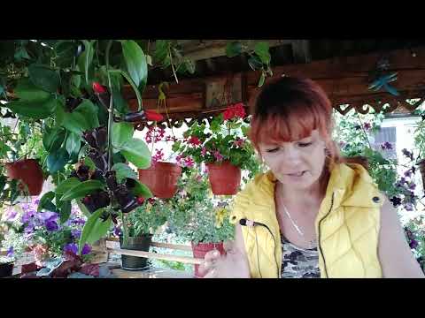 Видео: ФРЕНЧ БОЛЕРО И СБЕЖАВШАЯ НЕВЕСТА, РЕЗУЛЬТАТ УКОРЕНЕНИЯ ЧЕРЕНКОВ.