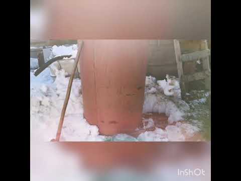 Видео: Пихтовое масло из пихты сибирской. Часть 3 зима. 2020.