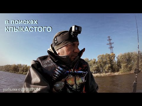 Видео: Зачётные КЛЫКАСТЫЕ на диповые воблеры, ловля судака в СЕНТЯБРЕ 2020 - троллинг в один спиннинг