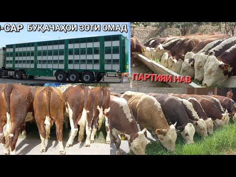 Видео: Бычки порода мясная на откорму порода Аулиеколь,Абердин-Ангус,Герефорд,и Гибрид на продажу