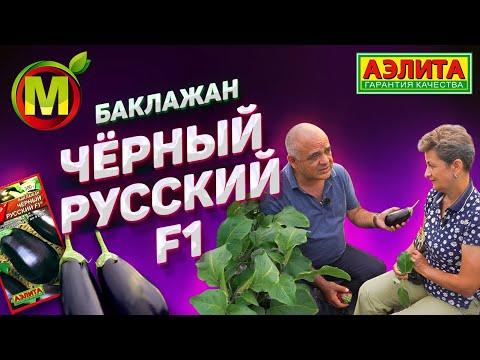 Видео: 🍆  Баклажан за 100 дней – ГИБРИД ЧЕРНЫЙ РУССКИЙ F1