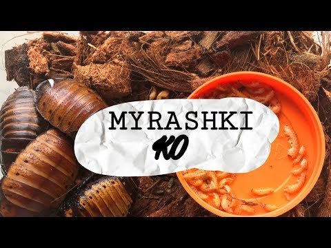 Видео: ВСЕ Мои Кормовые Насекомые и НЕ только